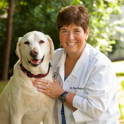 st francis pet resort