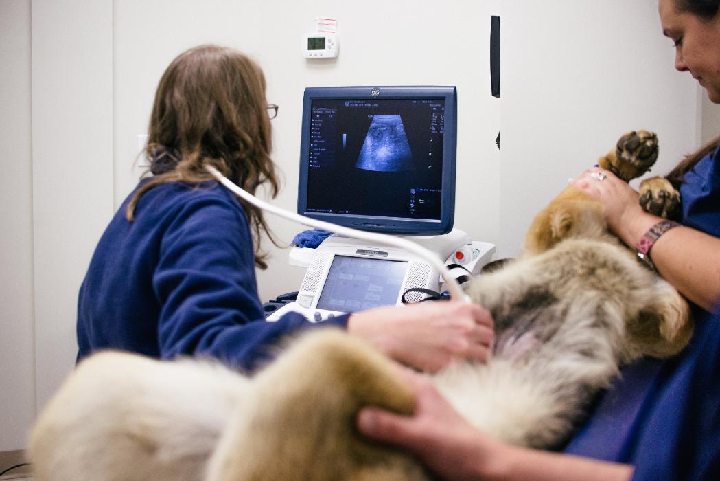 Animal Emergency &amp; Specialty Center of Chattanooga Mission