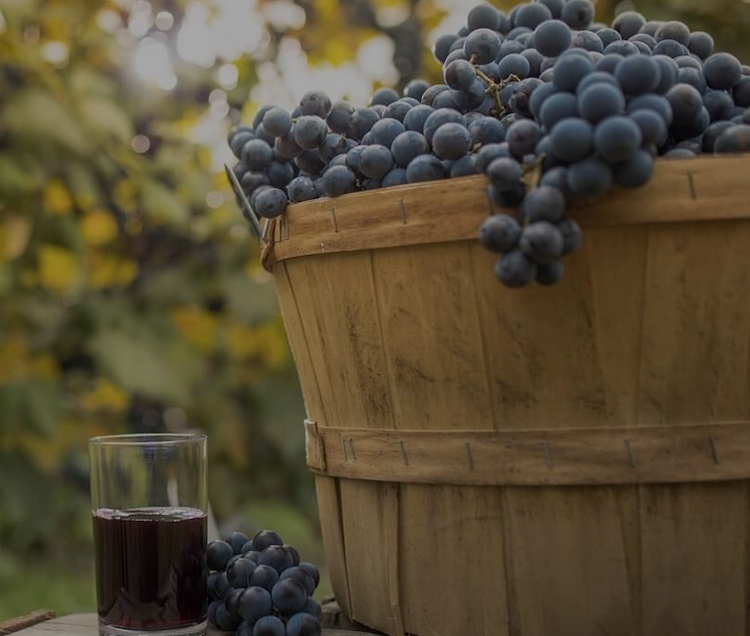 Welch's Mission, Benefits, and Work Culture