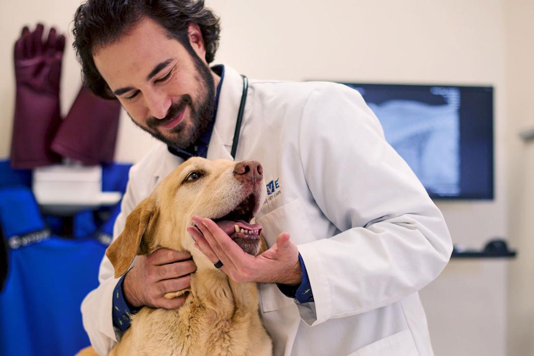 THRIVE Affordable Vet Care Mission, Benefits, and Work Culture