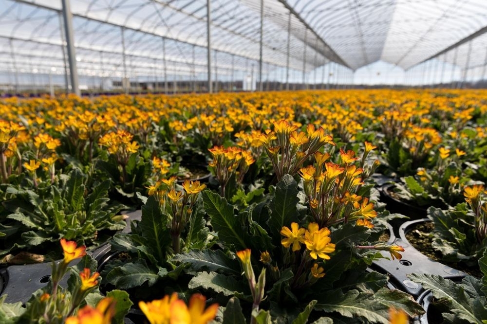 Metrolina Greenhouses Mission, Benefits, and Work Culture