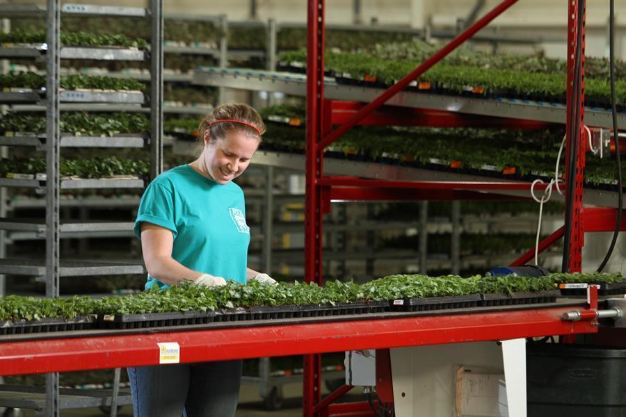 Four Star Greenhouse Mission, Benefits, and Work Culture