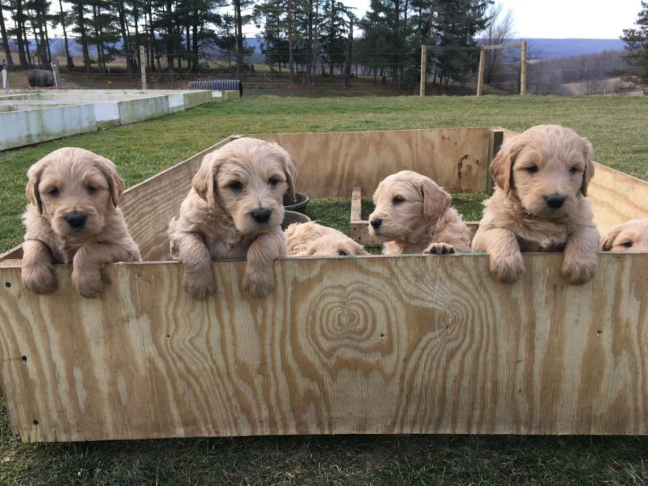 Central Garden Pet Mission Benefits And Work Culture Indeed Com