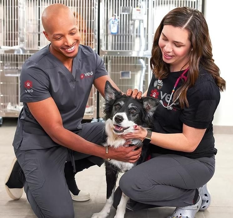 16191272978577534875alleinsurance For Pets Archives Wark Health For Petshtml