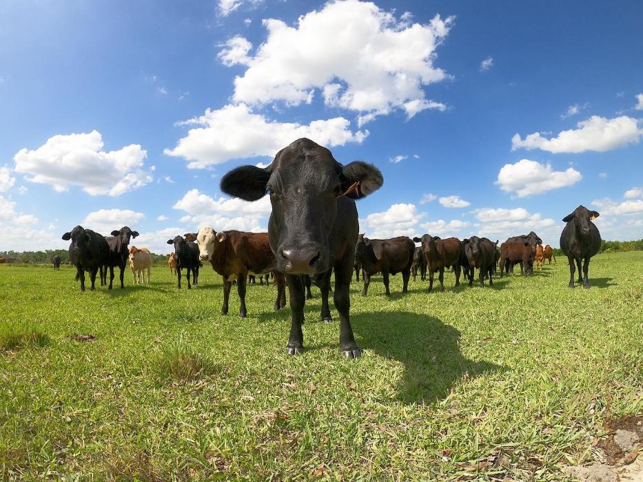 Bethel Farms Mission, Benefits, and Work Culture