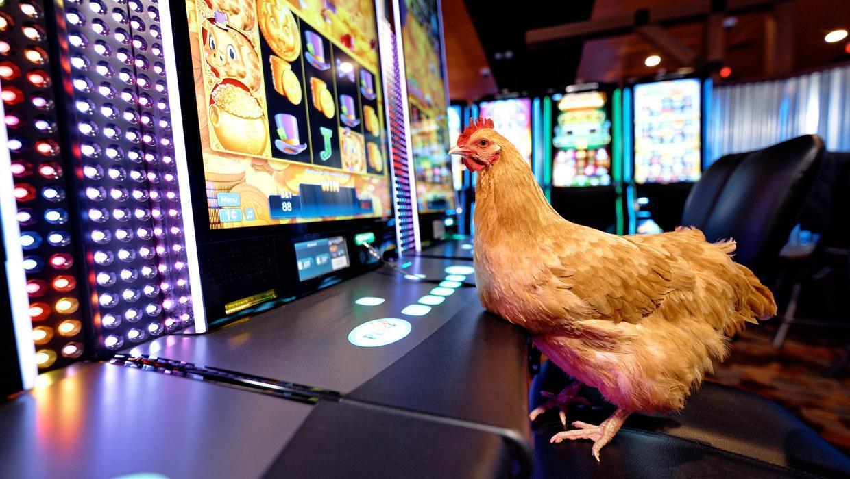 Chicken Ranch Casino Mission, Benefits, and Work Culture