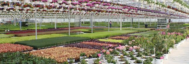 Four Star Greenhouse Mission Benefits And Work Culture Indeed