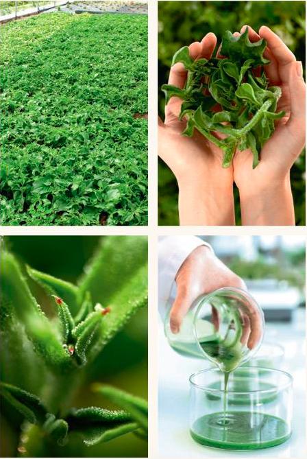 Mission Avantages Et Culture D Entreprise Chez Yves Rocher Amerique Du Nord Indeed Com