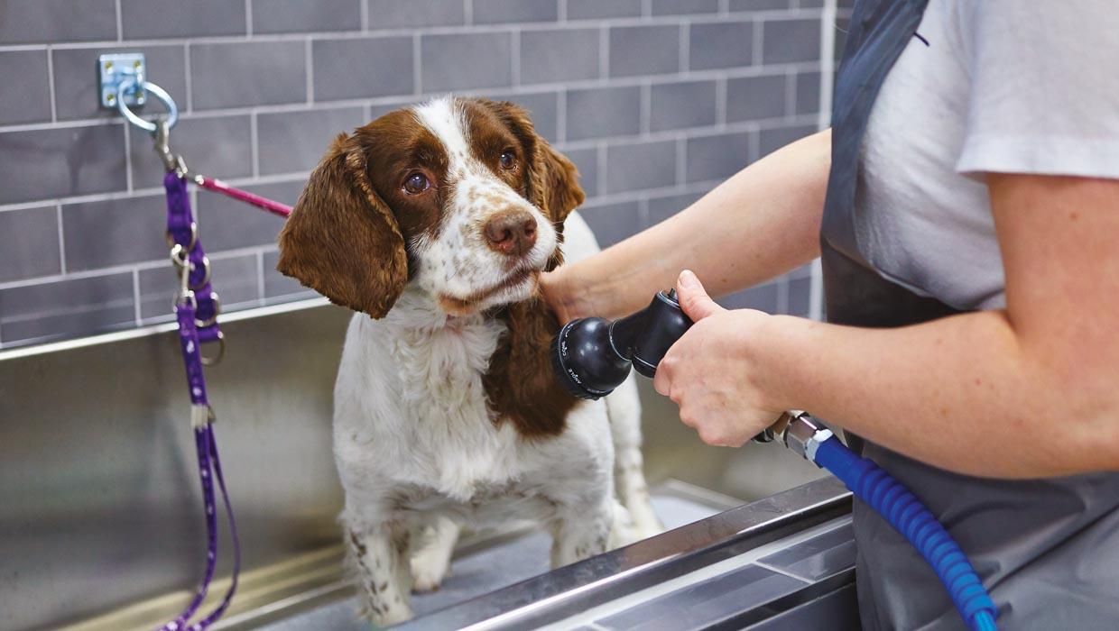 Pets at Home Mission, Benefits, and Work Culture