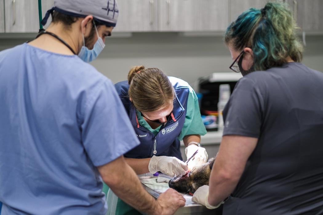 Veterinary Specialty Care Mission, Benefits, and Work Culture