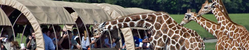 Working at Global Wildlife Center | Indeed.com