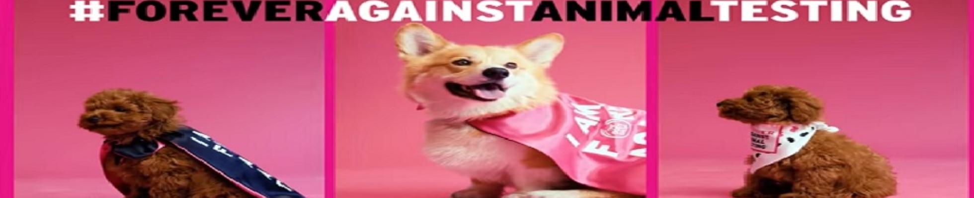 Company banner showing Visual Corporation branding