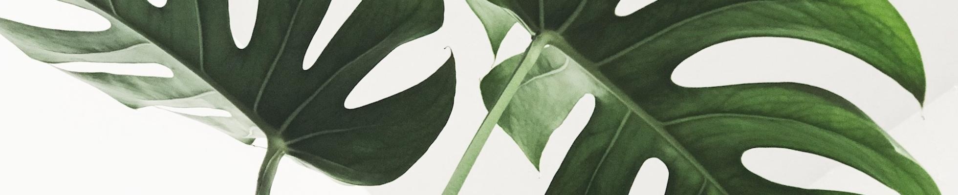 Company banner showing Visual Corporation branding