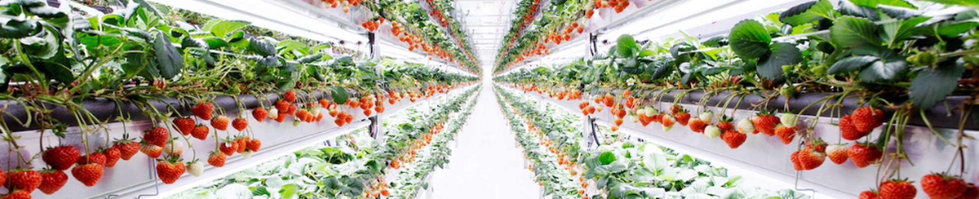 Visa Sponsorship in Agriculture Jobs, Employment in Avenel Park, NJ ...