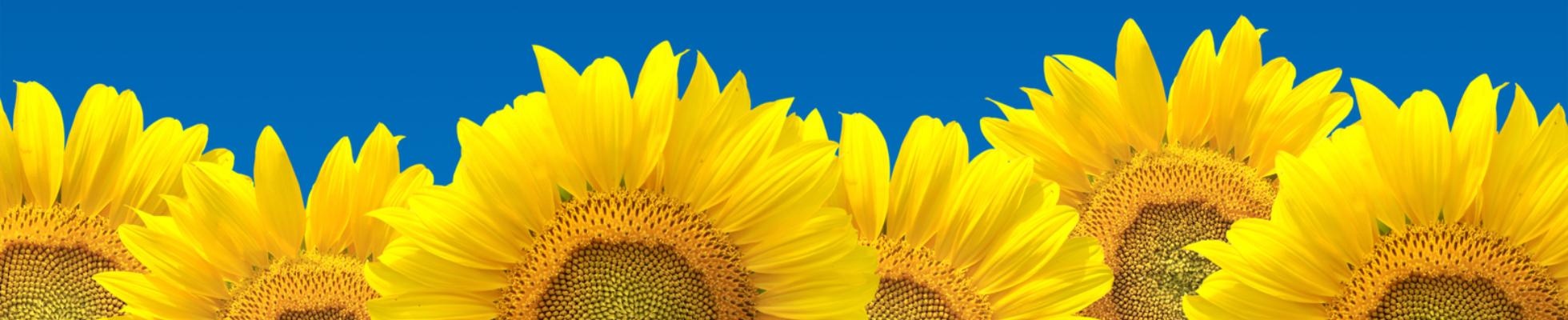 Company banner showing Visual Corporation branding