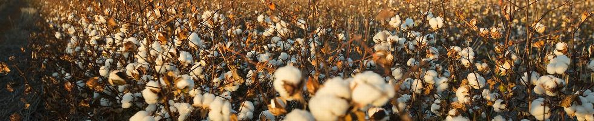 Company banner showing Visual Corporation branding