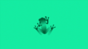 Treefrog logo