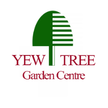 Yew tree on sale garden centre