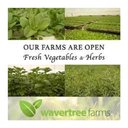 Wavertree Farms Pty Ltd company logo