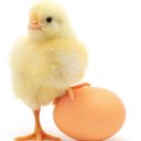 LES OEUFS DE PROVENCE company logo