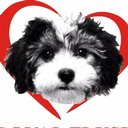 Royal Flush Havanese company logo