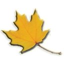 Maple Leaf Landscaping company logo