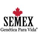 Semex do Brasil company logo