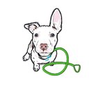 Dandy Dog company logo