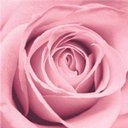 La Vie en Rose company logo