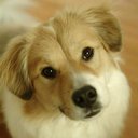 Chestnut Mountain Animal Hospital company logo