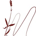 Bohème Mougins company logo