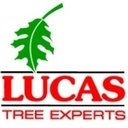 Lucas Tree Experts company logo