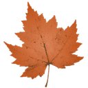 Maple Lake Academy company logo