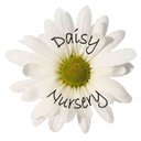 Daisy Nursery Ltd company logo