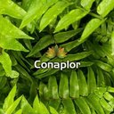 CONAPLOR company logo