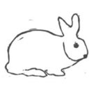 The Wild Rabbit company logo