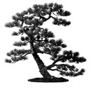 Black Pine Counseling Center company logo