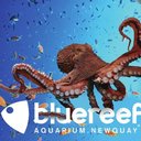 Blue Reef Aquarium Newquay company logo