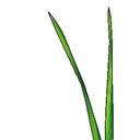 Pro Cut Lawn Care & Landscape company logo