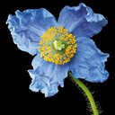 Bloomers Landscaping Inc company logo