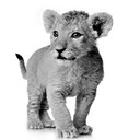 Spectrum Pride company logo