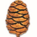 Sequoia Ecological Consulting company logo