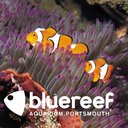 Blue Reef Aquarium Portsmouth company logo