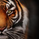 Tiger Correctional Services company logo