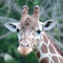Saint Louis Zoo company logo