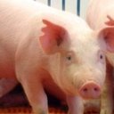 Porcine Farms LLC company logo