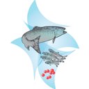 Prince William Sound Aquaculture Corporation company logo