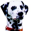 Fire Busters Inc company logo