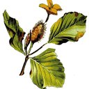 Il Faggio Società Cooperativa Sociale Onlus company logo