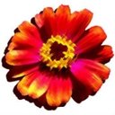 Zinnia Wellness Inc company logo